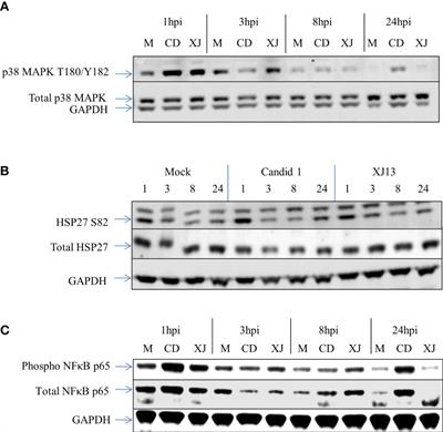 Junin Virus Activates p38 MAPK and HSP27 Upon Entry